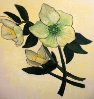 Hellebore